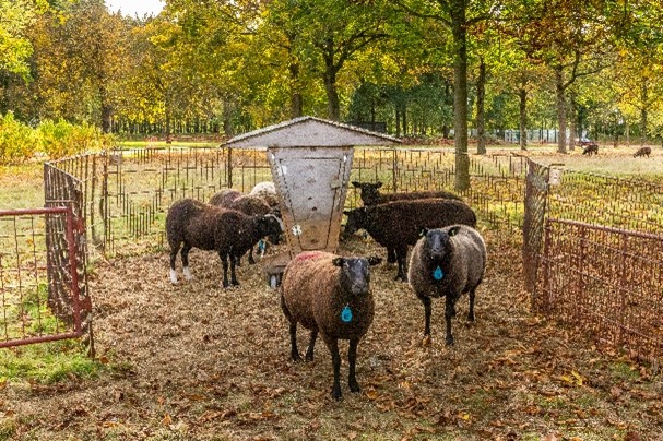 Een kudde schapen begraasd het terrein Brinkgreven in Deventer