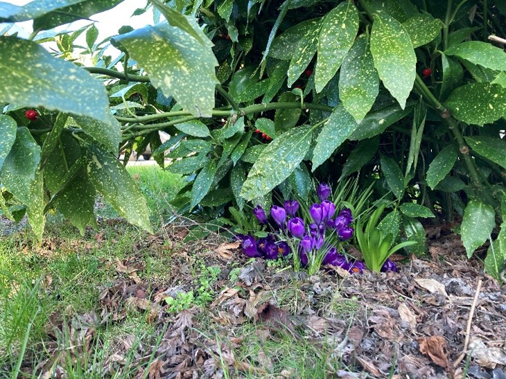 Natuurlijke bloembollen zoals deze paarse krokussen bieden nectar aan voro de eerste, vroege hommels in het voorjaar, wintergroene hagen en heesters bieden veiligheid en nestgelegenheid voor vogels. Foto genomen op de locatie Velduil in Raalte.