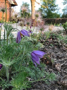 Anemona pulsatilla vulgaris 