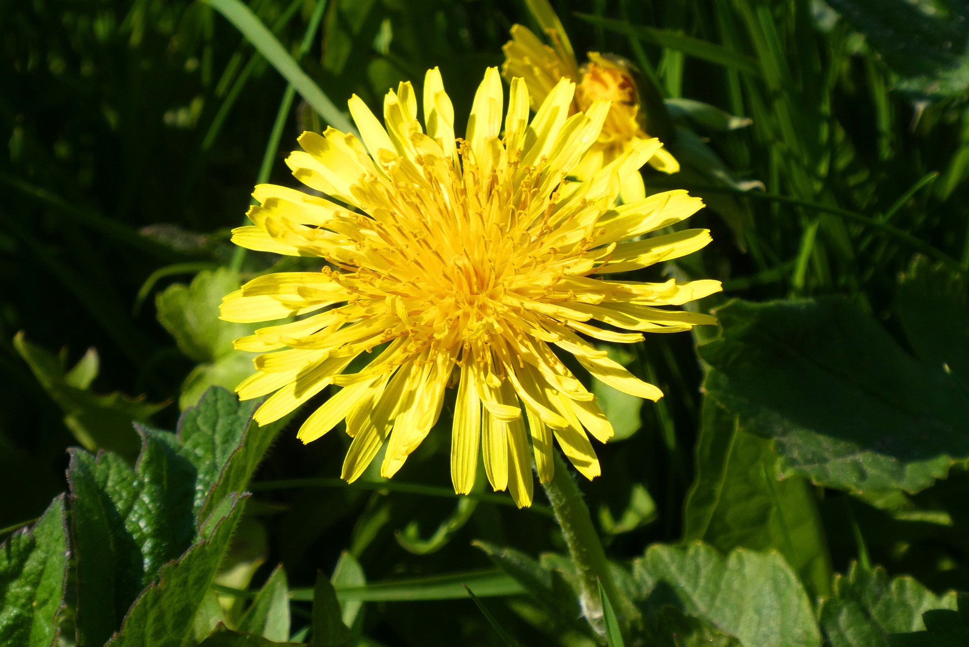 Paardenbloem