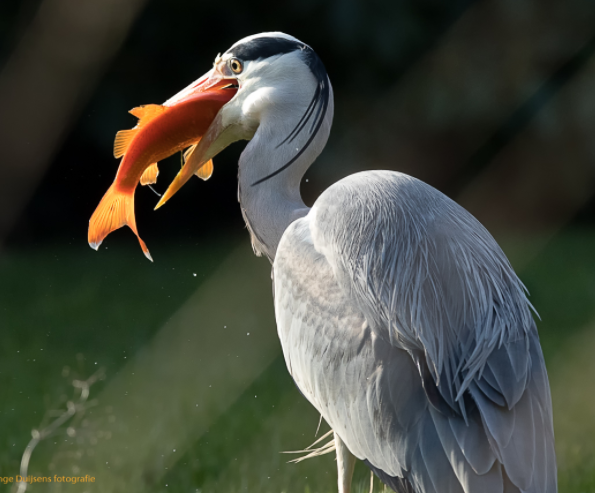 Reiger