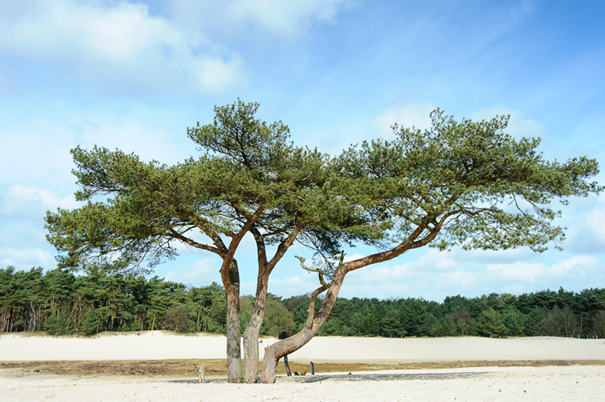 Soesterduinen