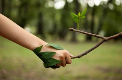 afbeelding hand met blad